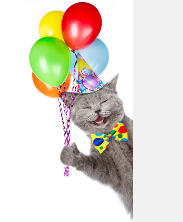 Happy Birthday Cat